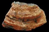 Polished, Red/Black Petrified Wood (Araucarioxylon) - Arizona #159718-1